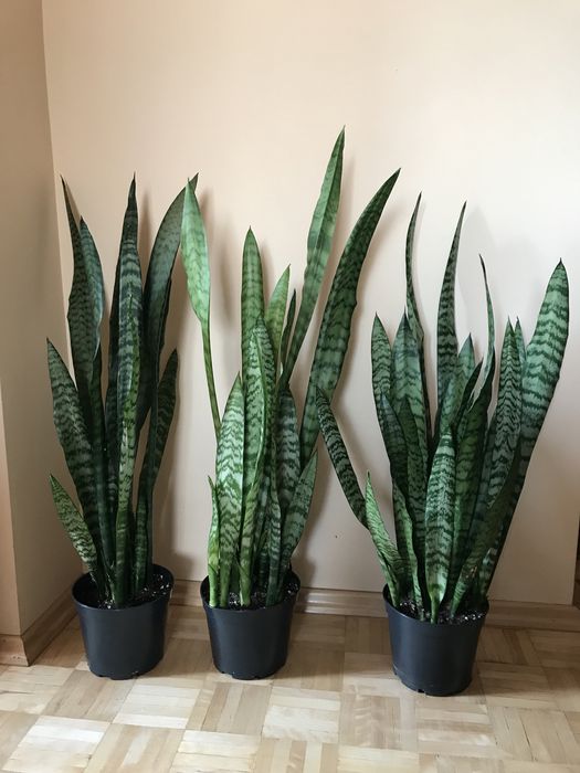 Sansevieria duża | kwiat doniczkowy domowy | liściasty | do salonu