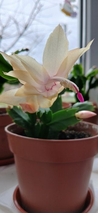 Пропоную пеперомії, шлюмбергери