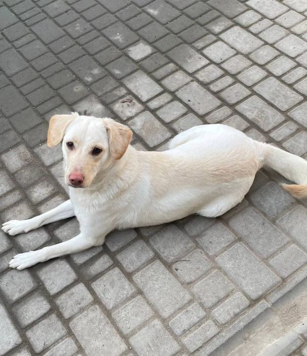 Отдам даром в добрые руки собаку метис лабрадора