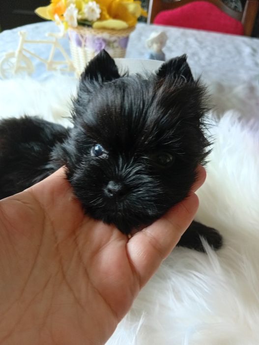 Maleńka Suczka Black Yorkshire terrier,nie biewer.