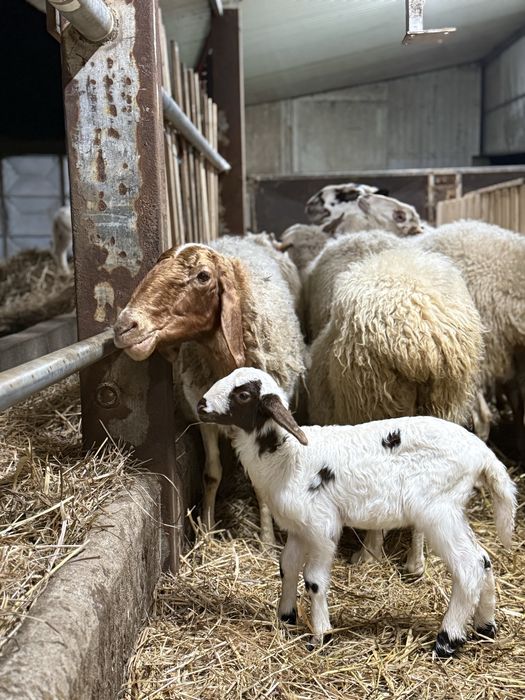 Rebanho de 20 ovelhas