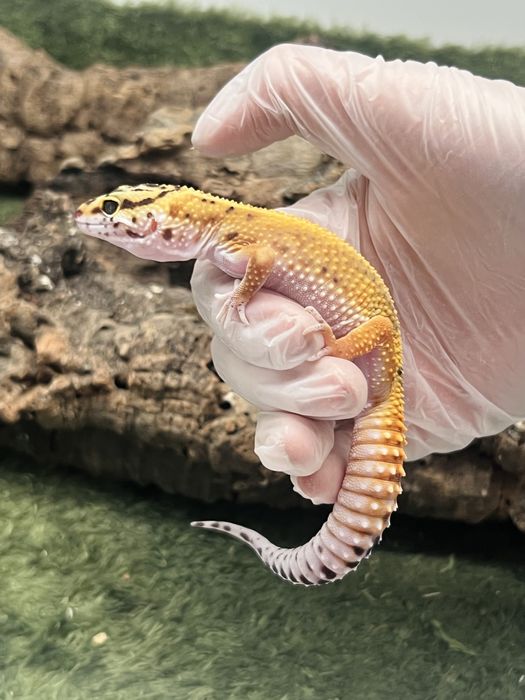 Gekon lamparci samica możliwe terrarium