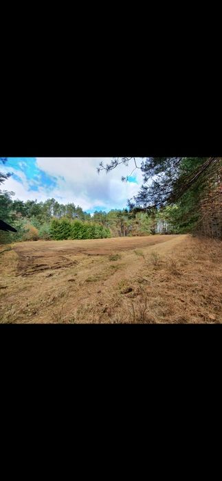 Koszenie kosiarką bijakową, Wycinka drzew, koszenie trawy