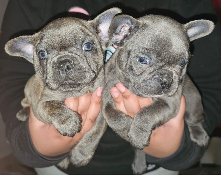 Bulldog Francês Blue