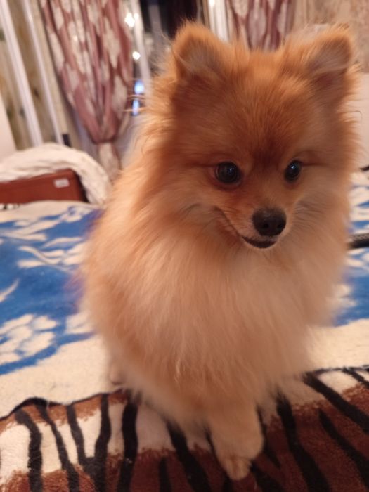 В'язка померанського красунчика шпіца