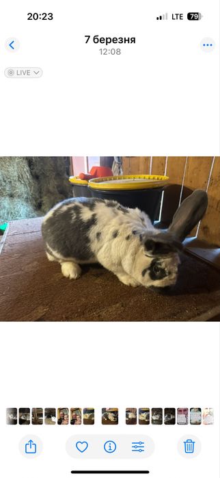 Продаються кролі