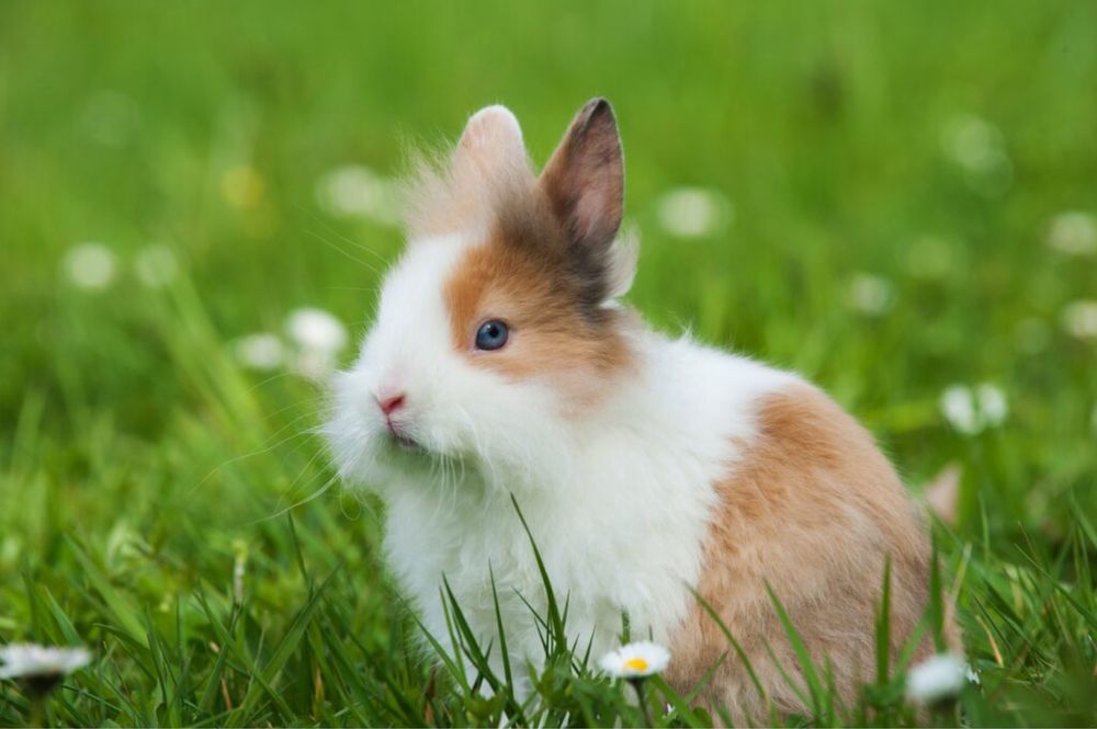 Kroliki miniaturki piekne mini lop baranki angorki karzelek