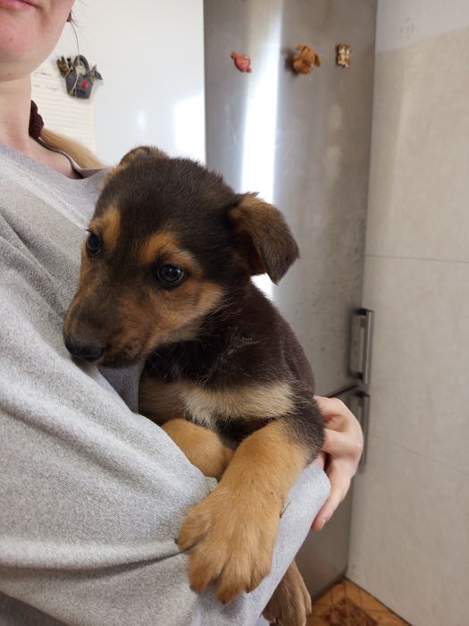 Продаются маленькие щенки