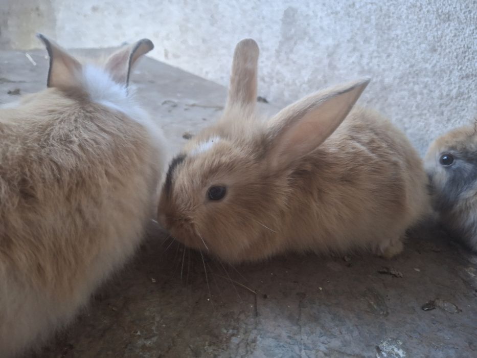 Coelhos muito bonito com o pêlo comprido