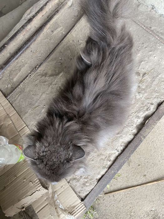 Віддаємо кошенят в добрі руки