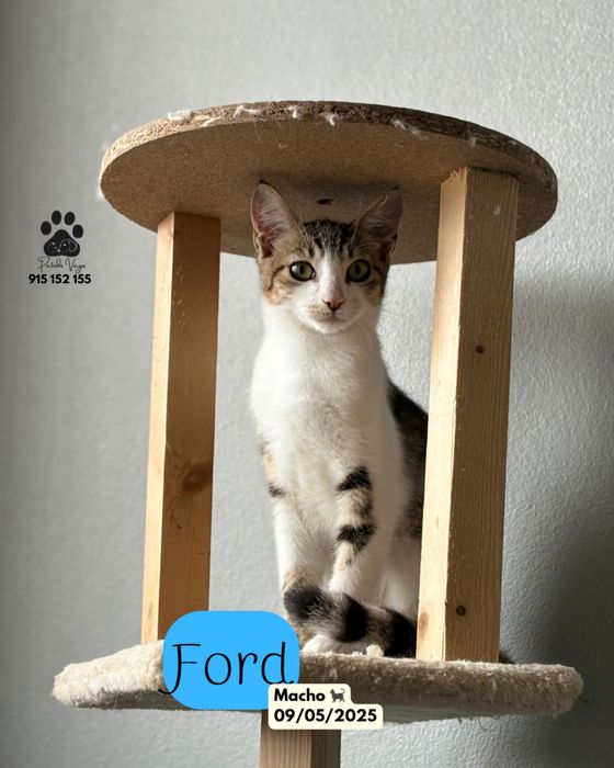 Gatinho Tigrado e Branco para adoção ( Ford)