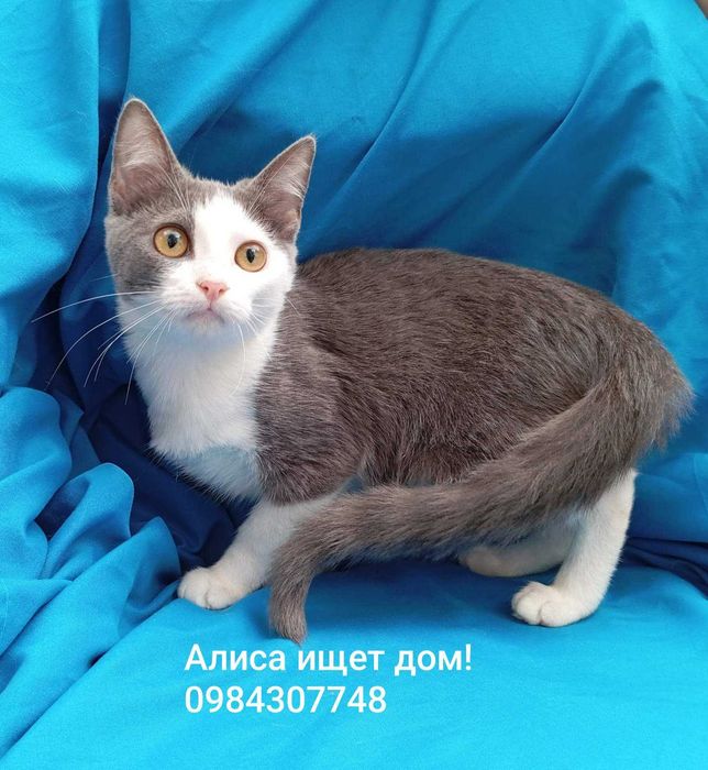нежная малышка Алиса ищет дом!