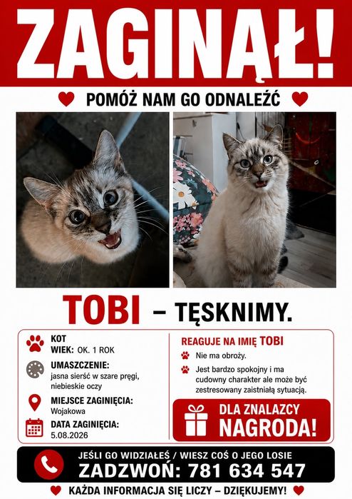 ZAGINĄŁ  kot  kocur