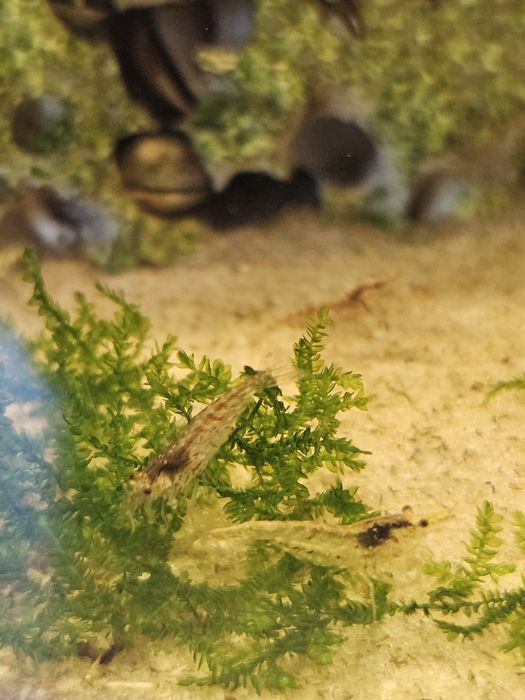 Sprzedam krewetki Neocaridina (kundelki)