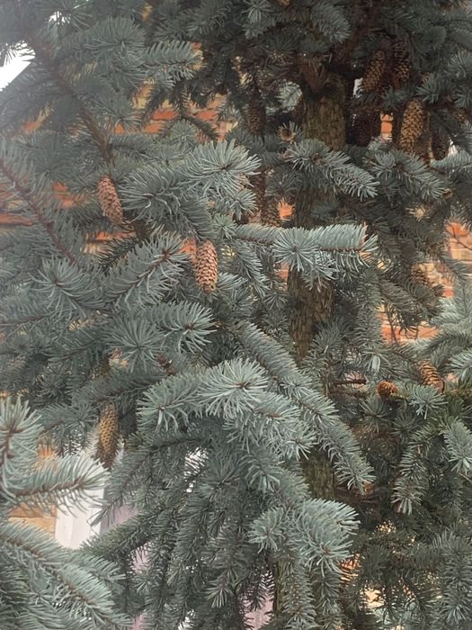 Ялинка 3,5-4 метрова Самовивіз