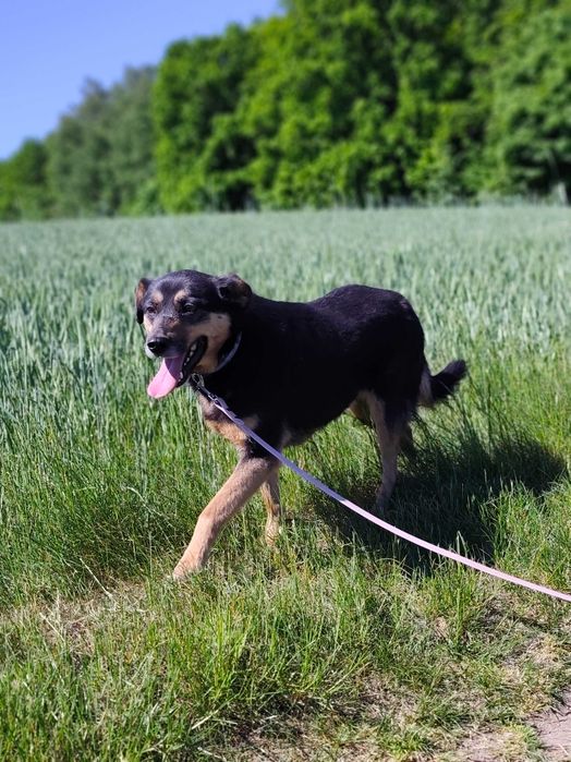 Rysiu, nieśmiały delikatny pies szuka domu