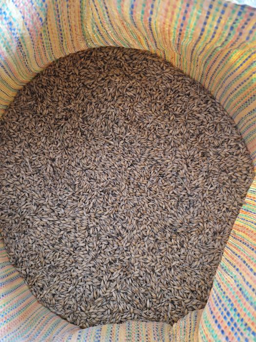 Sprzedam jęczmień ozimy