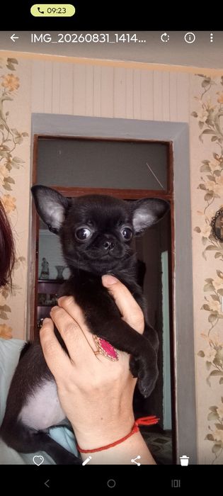 Мини Мини Солнышко Чёрный Бриллиант.