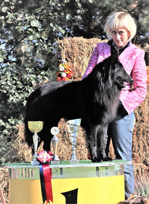 Owczarek Belgijski nie niemiecki Groenendael po Ch.i Zw.Klubu ZKwP FCI