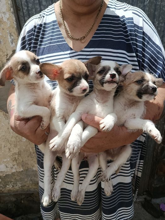 Dão se cãezinhos para Adoção