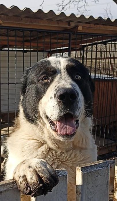 В'язка алабай чистокровні