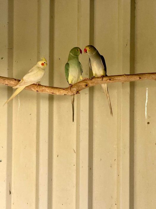 Disponível ringnecks