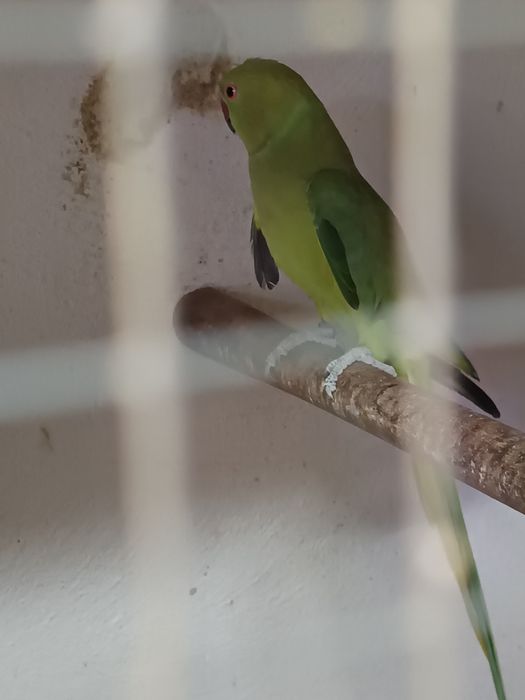 Casal de ring necks