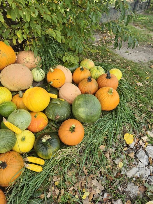 Dynie na ozdobę lub przetwory cena za sztuke