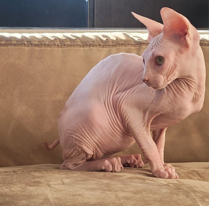 Sphynx macho lindo