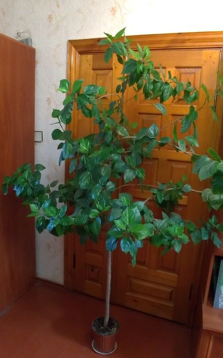 Кімнатні великі рослини дерево Китайська роза, гібіскус