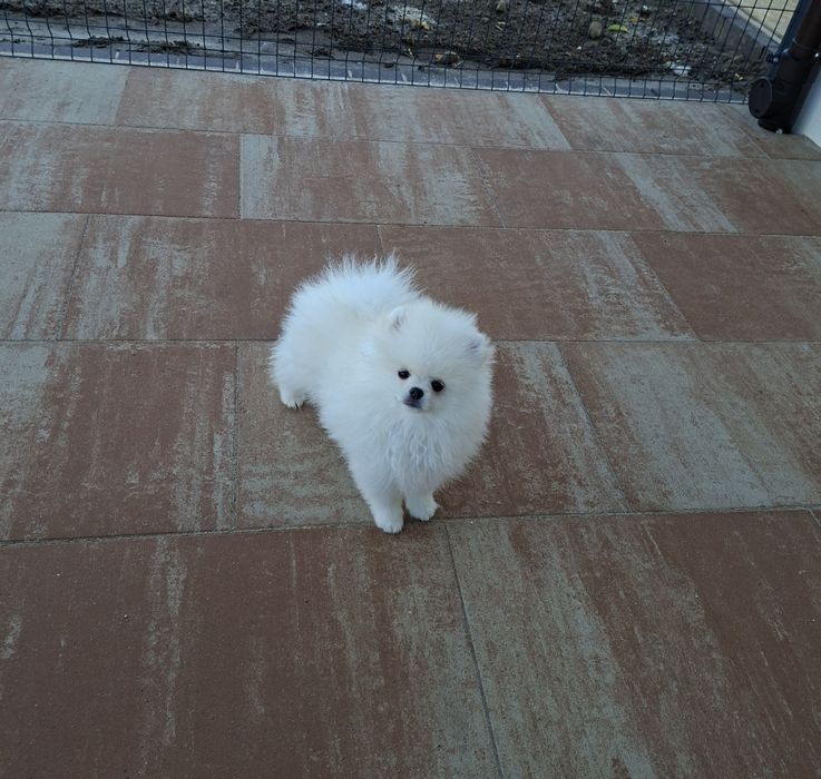 Bialutki  pomeranian piesek po ojcu import Korea