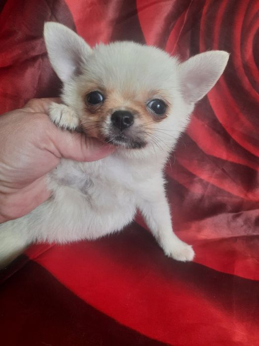 Карманная Собака-чихуахуа щенки  мальчики 3мес