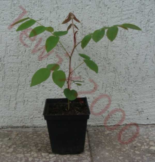 AKACJA ROBINIA WŁOCHATA- sadzonki w doniczkach!