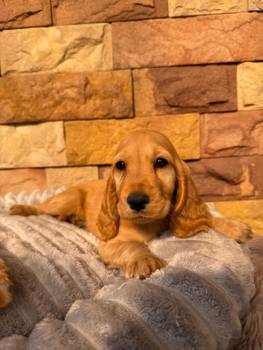 Cocker spaniel angielski Piesek Rodowód