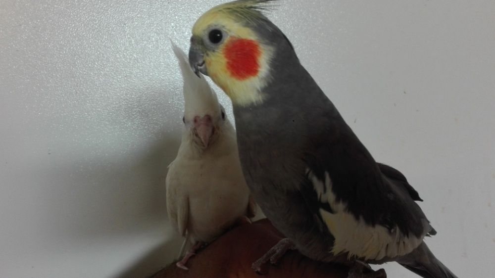 Vendo  agapornis bebés meiguinhos
