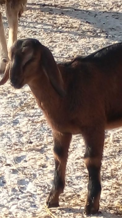 100 % ан козенята