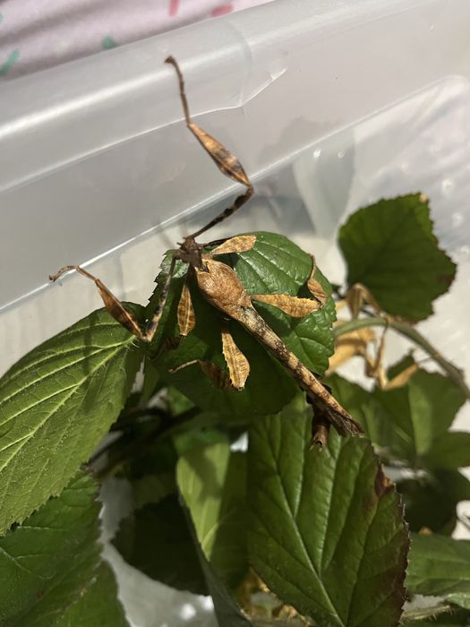 Straszyk australijski Extatosoma tiaratum samiec Imago