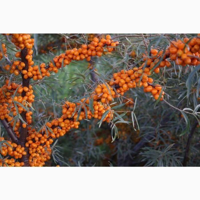 Саджанці обліпихи самоплоднаой і великоплідної