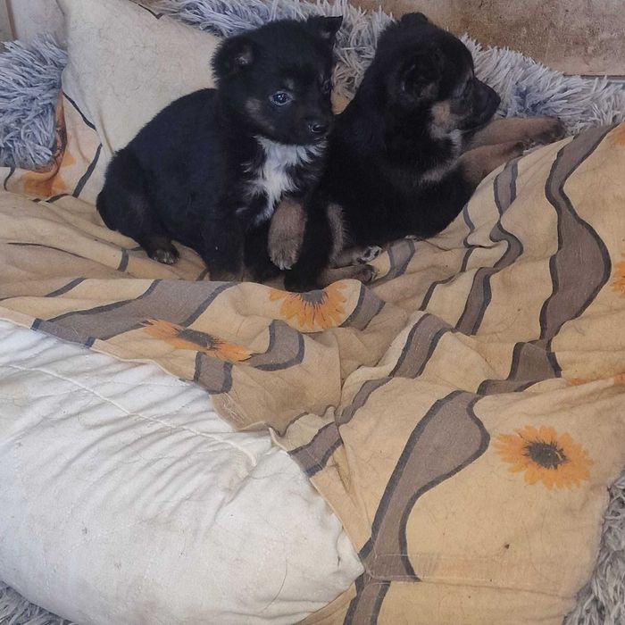 Szczeniaki do adopcji