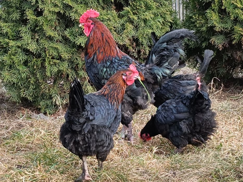 Marans jaja lęgowe czekoladowe jaja