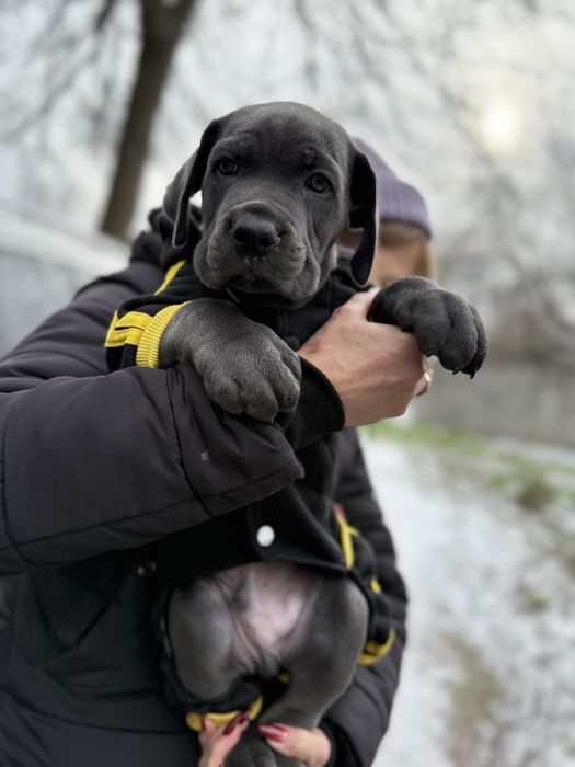 Кане Корсо мальчик