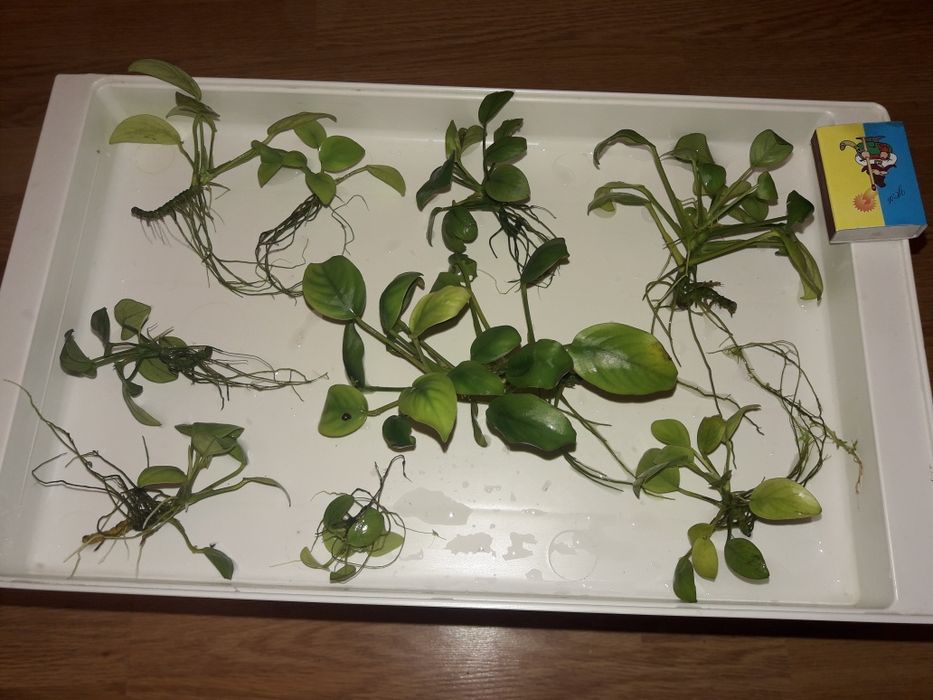 Людвигия + Анубиас