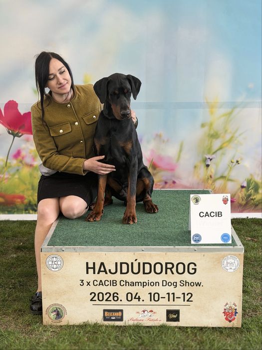 Doberman FCI/ZKwP