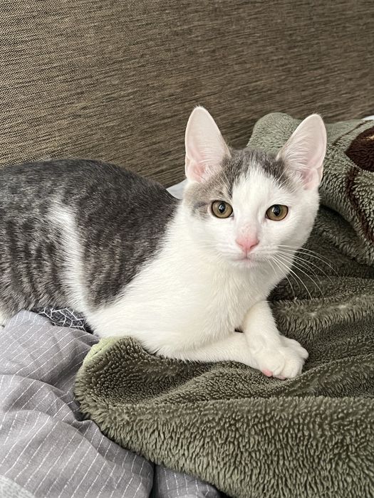 Котик ищет семью