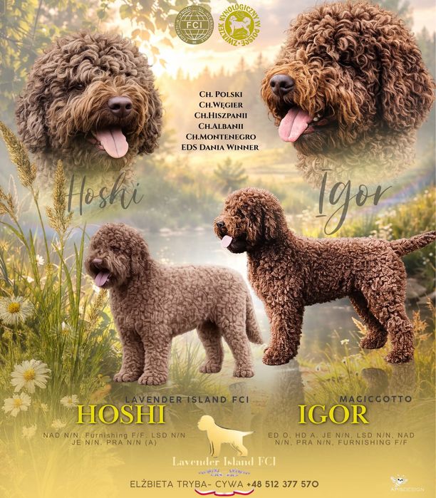 Lagotto Romagnolo ZKwP FCI. Biało brązowy