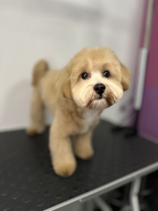 Грумінг Грумер Аліна Стрижка собак та котів Грумер Вишгород