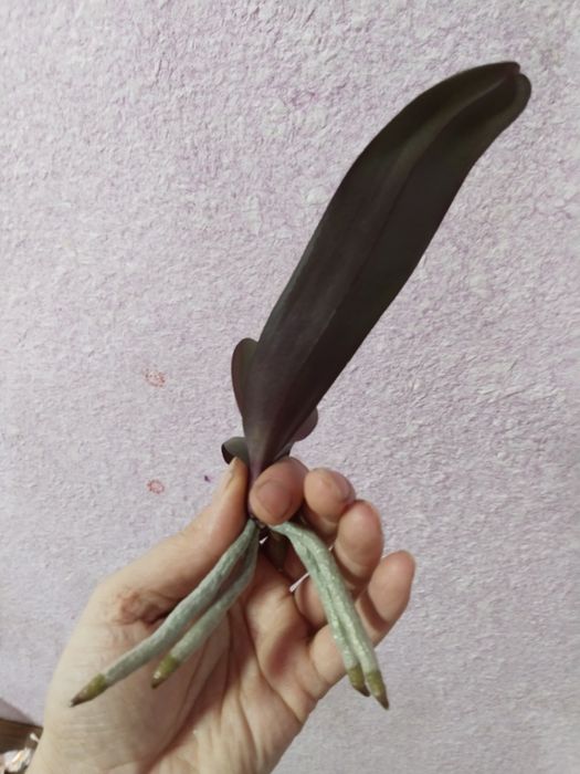 Продам діток орхідеї