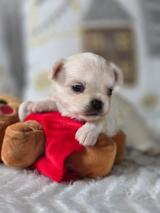 Cudna Chihuahua, ZkwP,  FCI!