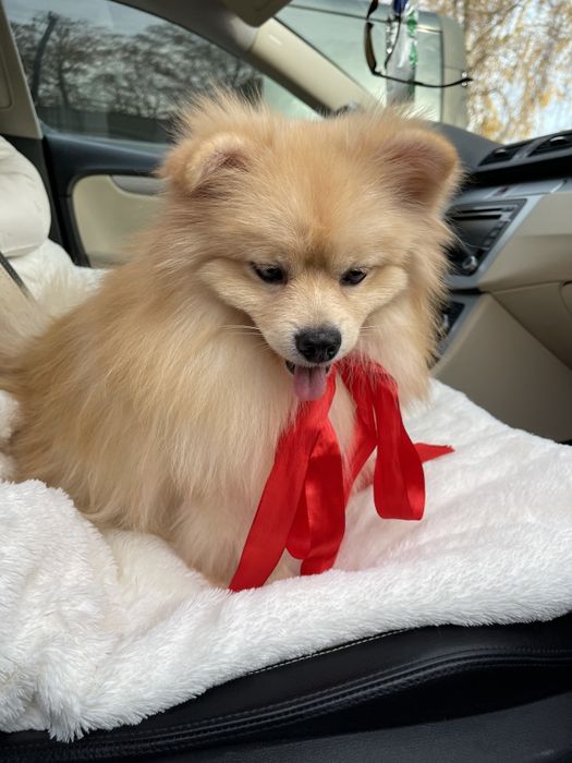 Померанські шпіци — Маленькі моделі для обіймів