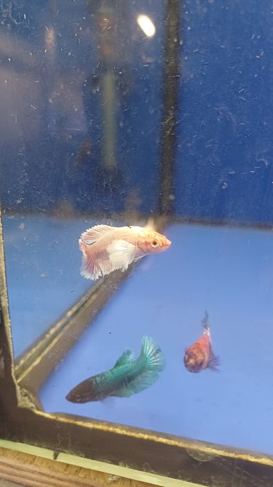 Rybki do akwarium - Samica bojownika Bojownik samice